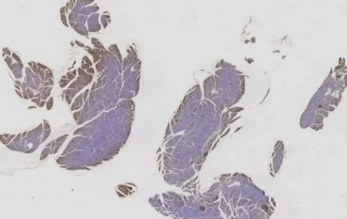 1680073720303541.png 4.png